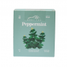 Mori Tea Peppermint Tea 10 sachets x 24g